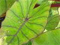 Colocasia Leaf