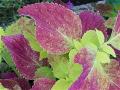Coleus in the Hydration Station