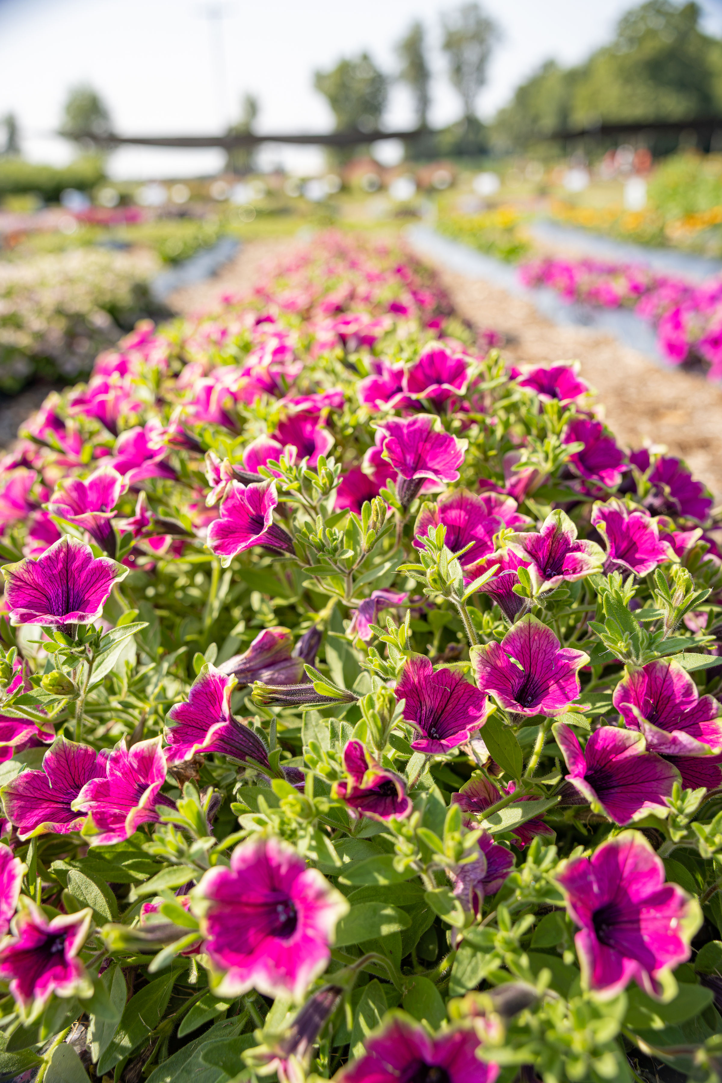 Raker Trial Gardens