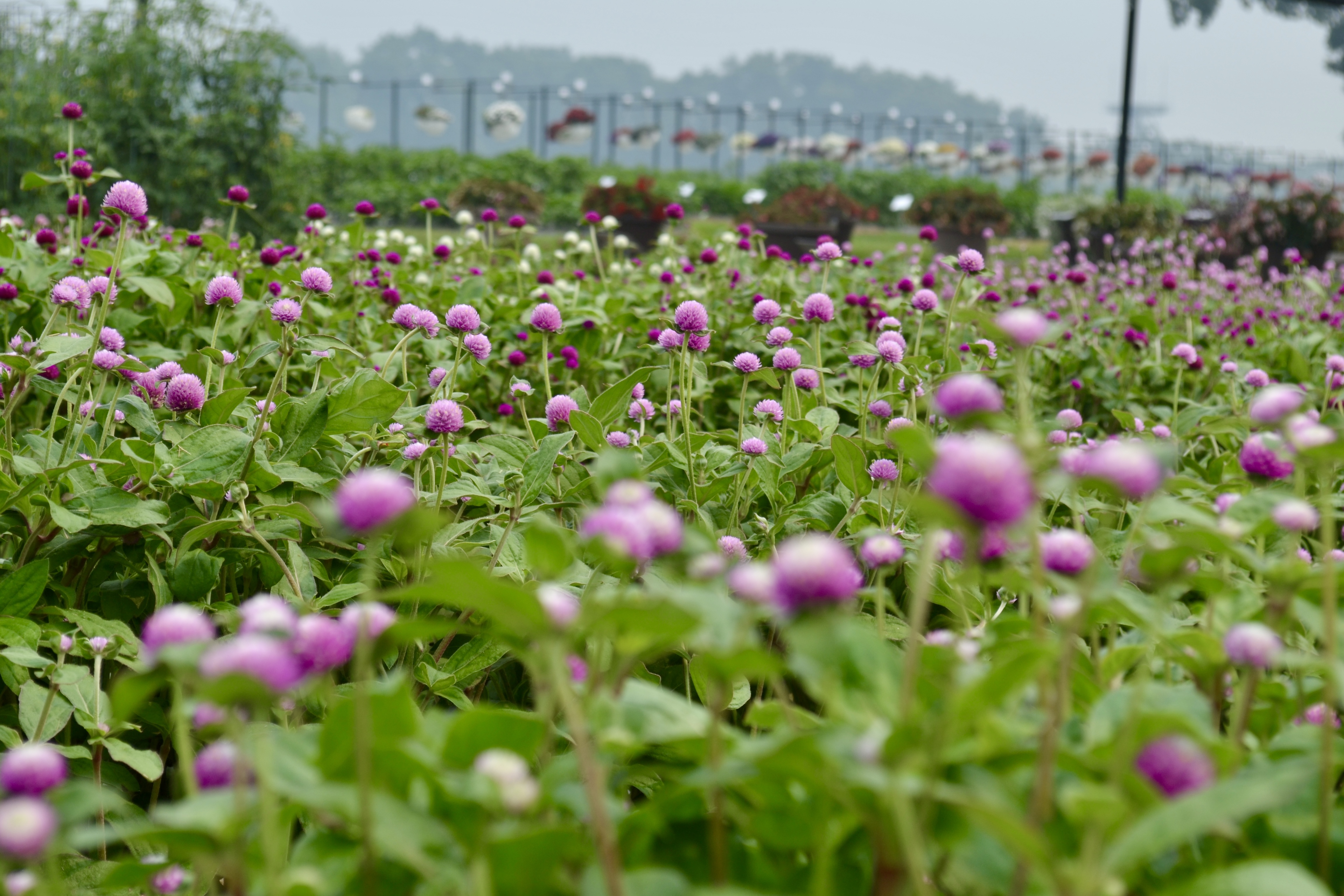 Raker Trial Gardens