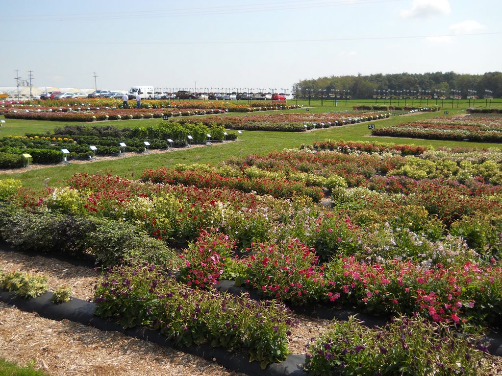 Trial Grounds