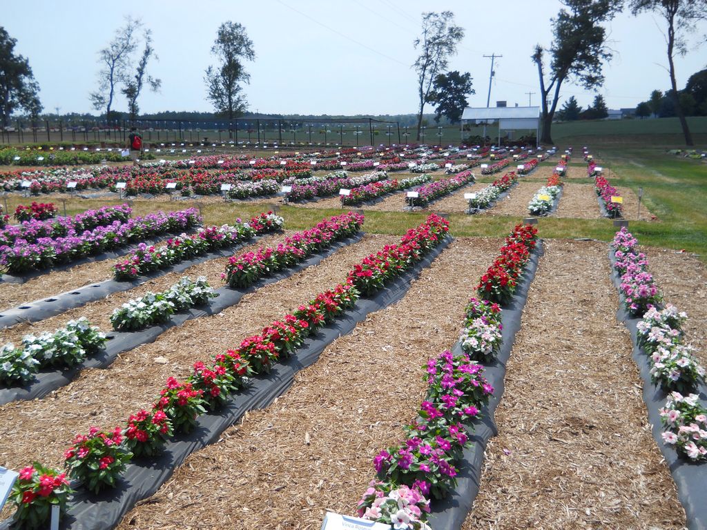 Trial Grounds