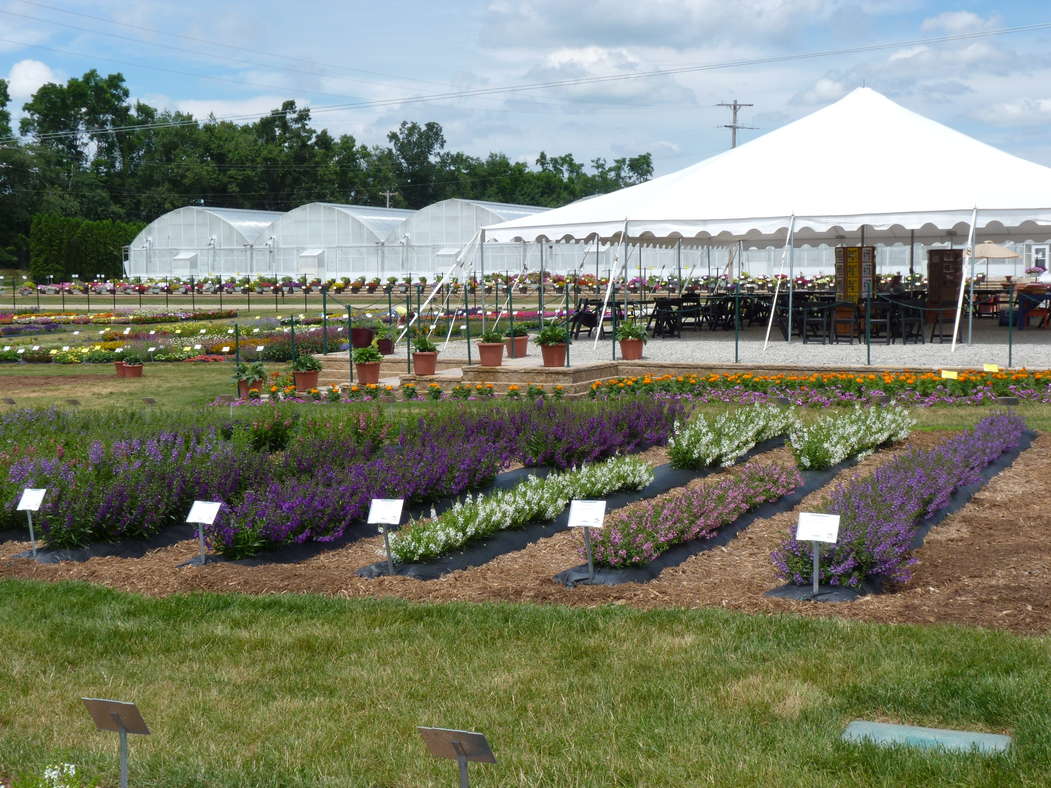 Trial Grounds