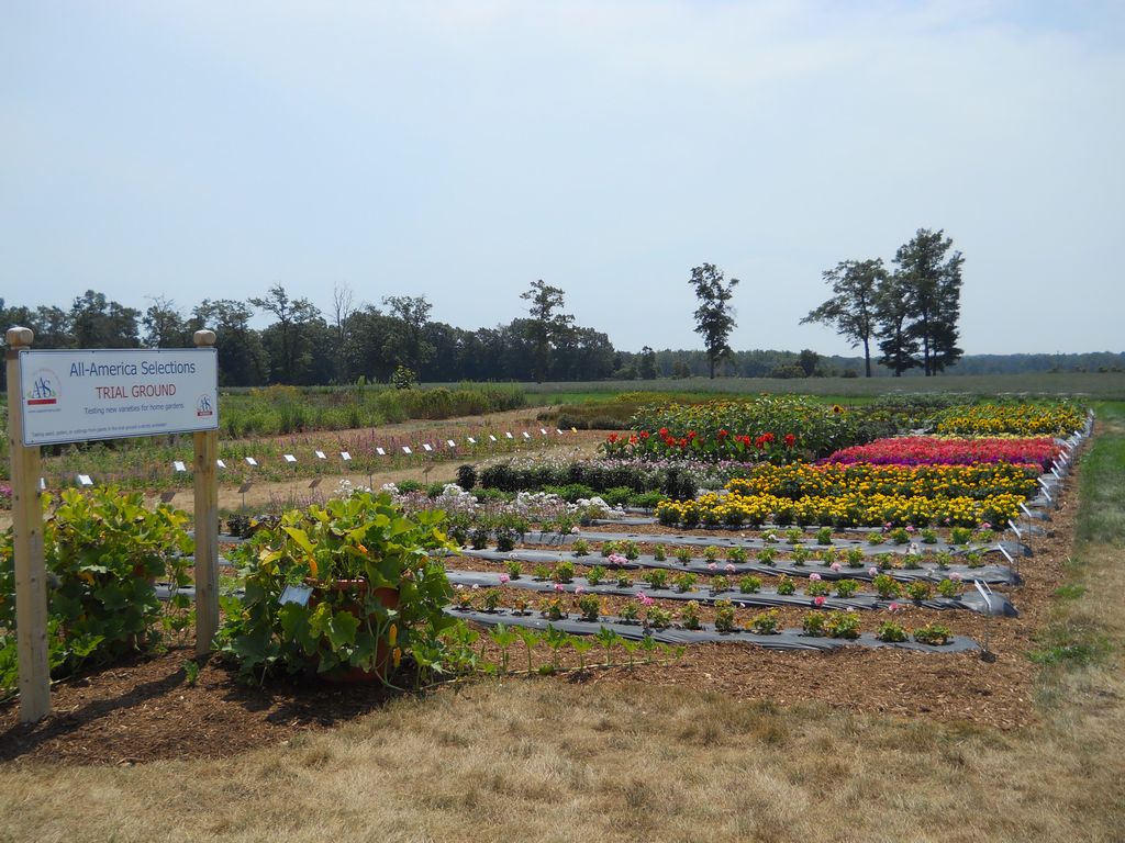 Trial Grounds