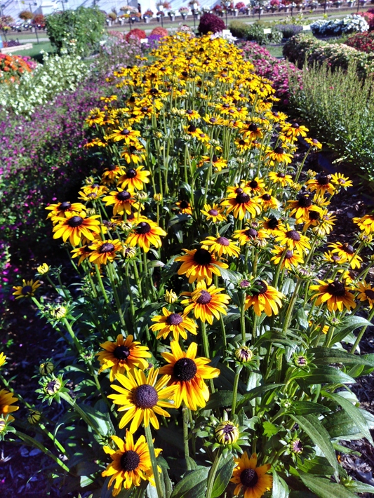 Rudbeckia Suntacular