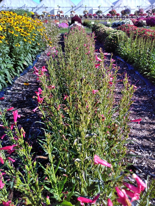 Penstemon hybrida Summit Sweets Ruby