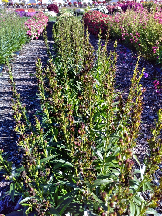 Penstemon hybrida Summit Sweets Purple