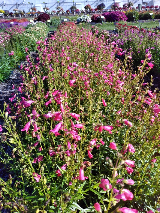 Penstemon hybrida Mountain Treats Rose