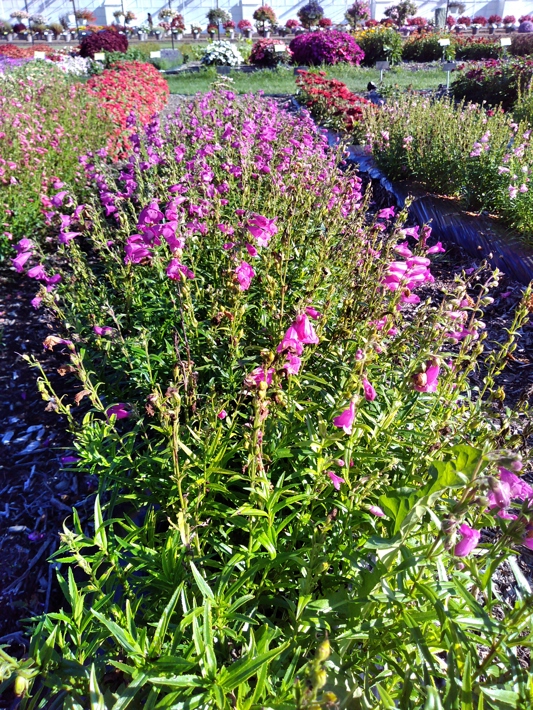 Penstemon hybrida Mountain Treats Purple