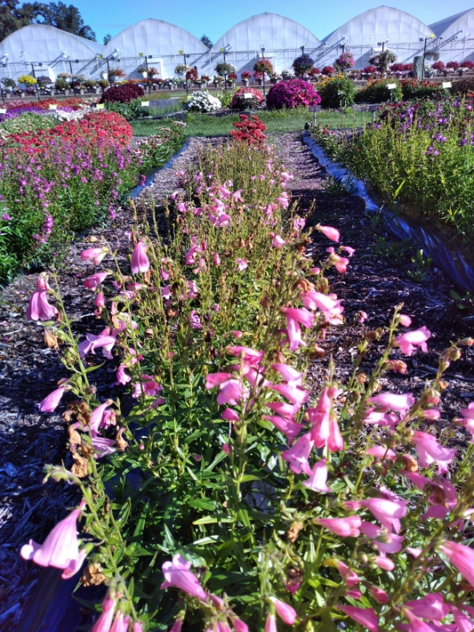 Penstemon hybrida Mountain Treats Light Pink