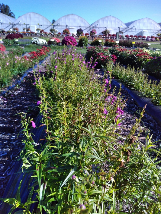 Penstemon hybrida Mountain Treats Lavender