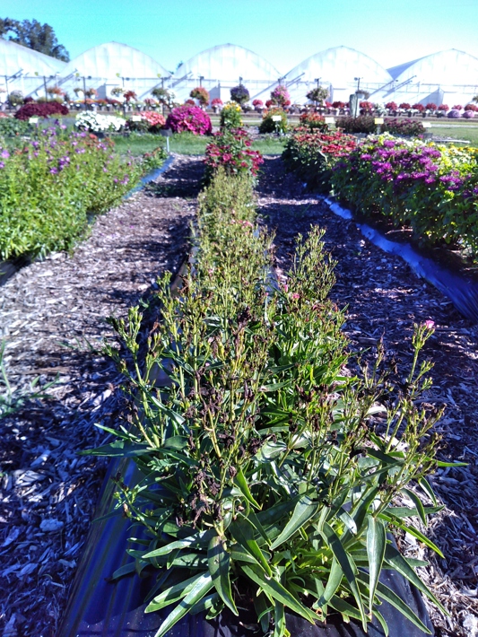 Penstemon barbatus Rock Candy Coral