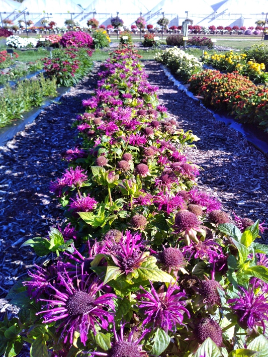 Monarda didyma Bee Mine Purple