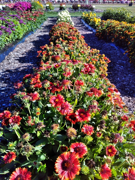 Gaillardia aristata Guapa Red
