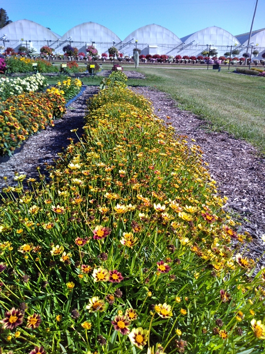 Coreopsis hybrida Sunfetti Yellow Bicolor