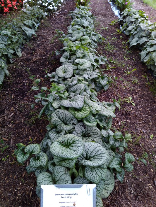 Brunnera macrophylla Frost King