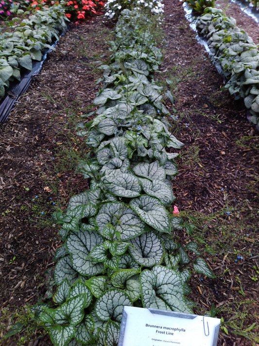 Brunnera macrophylla Frost Line