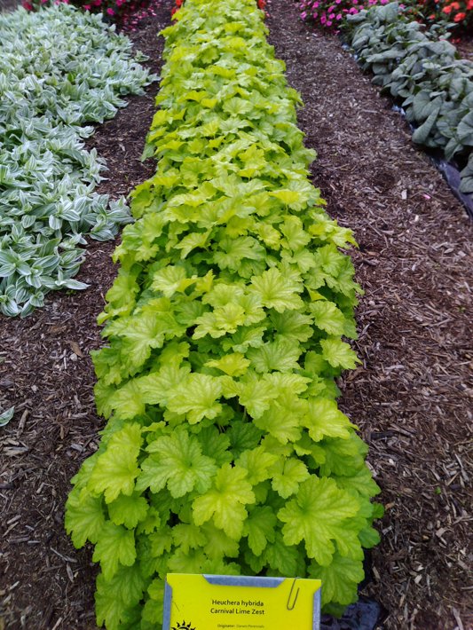 Heuchera hybrida Carnival Lime Zest