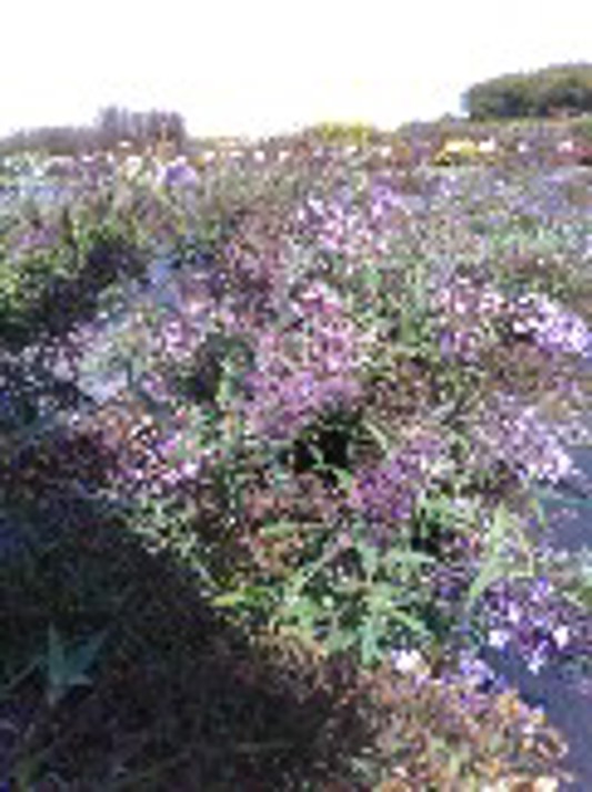 Buddleia Lilac Cascade