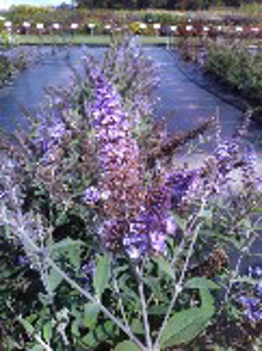Buddleia Monarch Glass Slippers