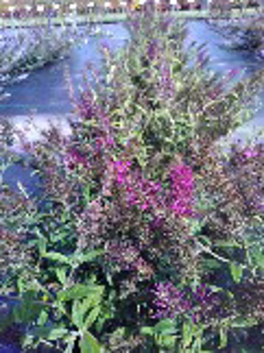 Buddleia Monarch Queen Hearts