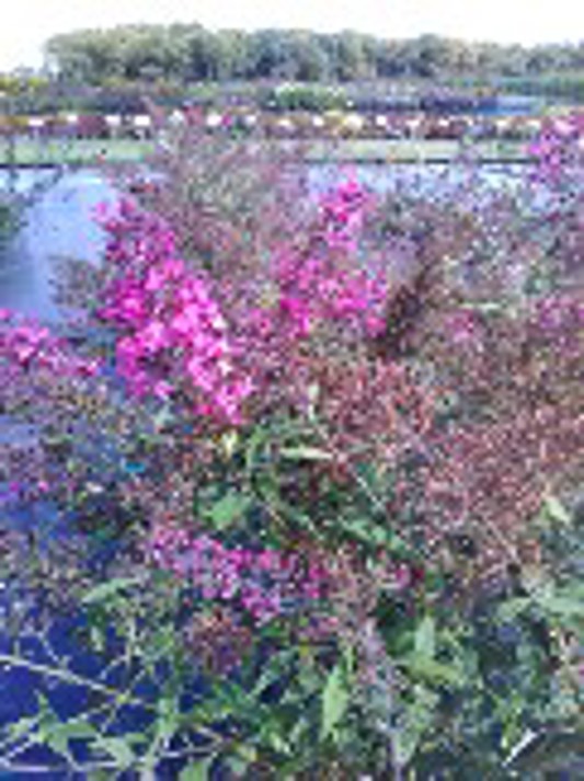 Buddleia Monarch Cherry Royale
