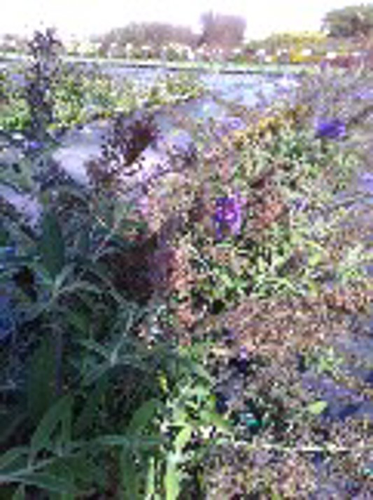 Buddleia Monarch Blue Knight