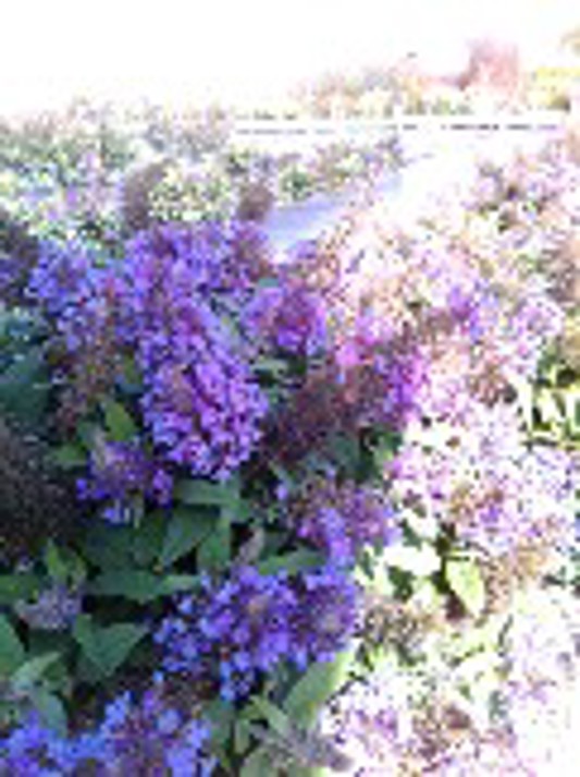 Buddleia Chrysalis Steel Blue