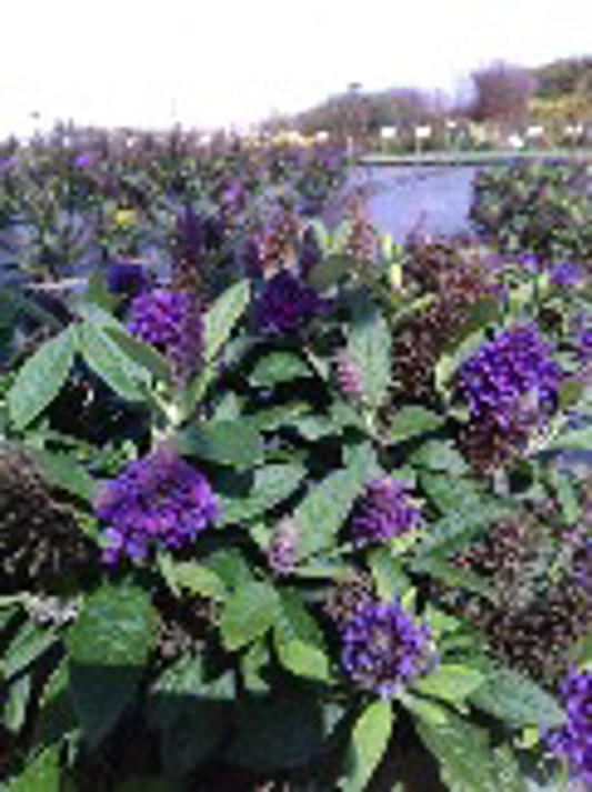 Buddleia Chrysalis Purple
