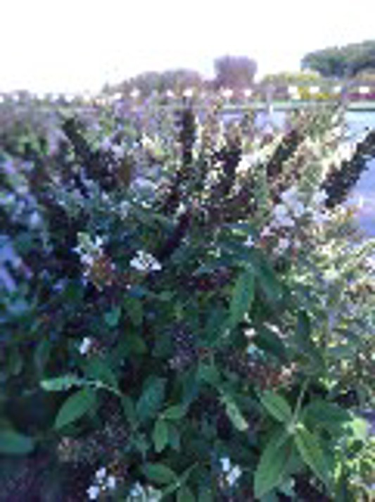 Buddleia Chrysalis White
