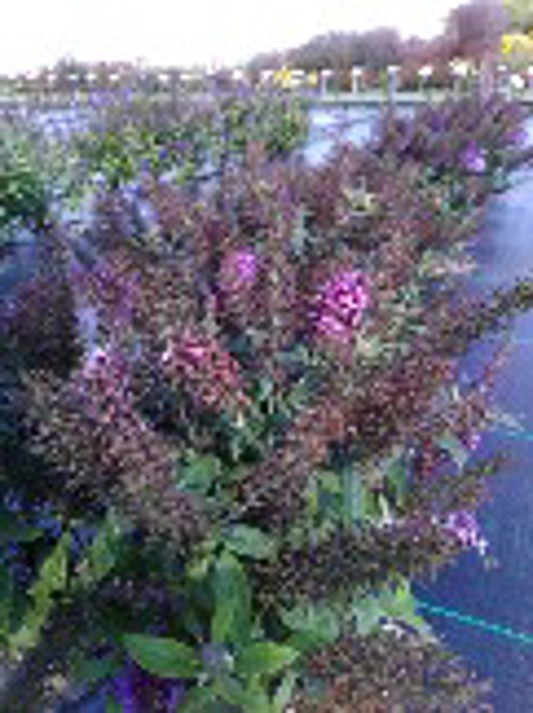 Buddleia Chrysalis Pink