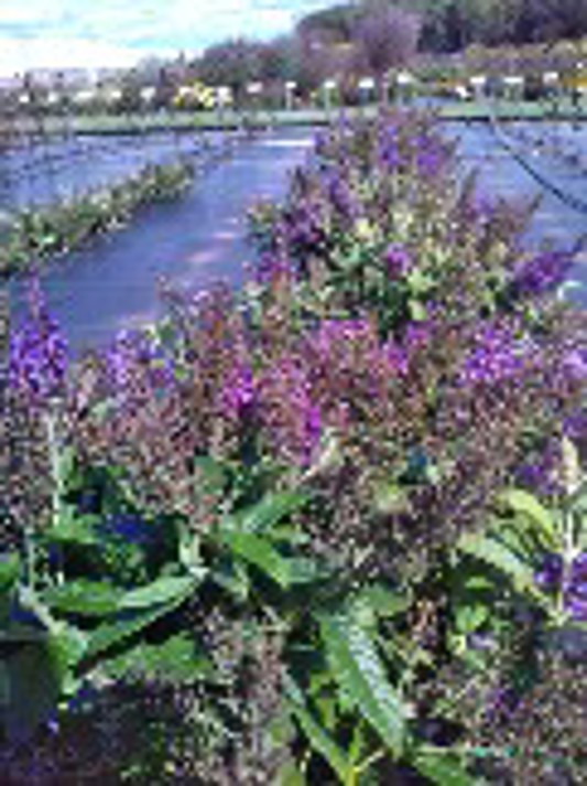 Buddleia Chrysalis Blue