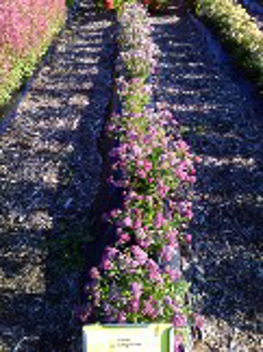 Achillea New Vintage Violet