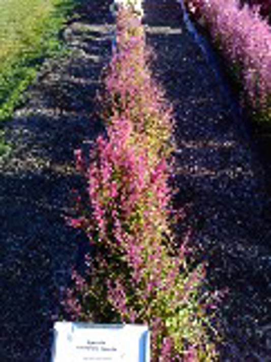 Agastache Summerlong Magenta