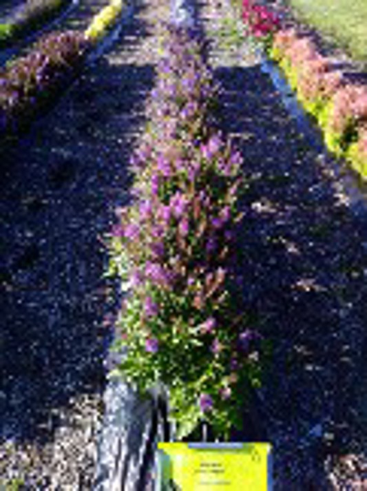 Buddleia Chrysalis Blue