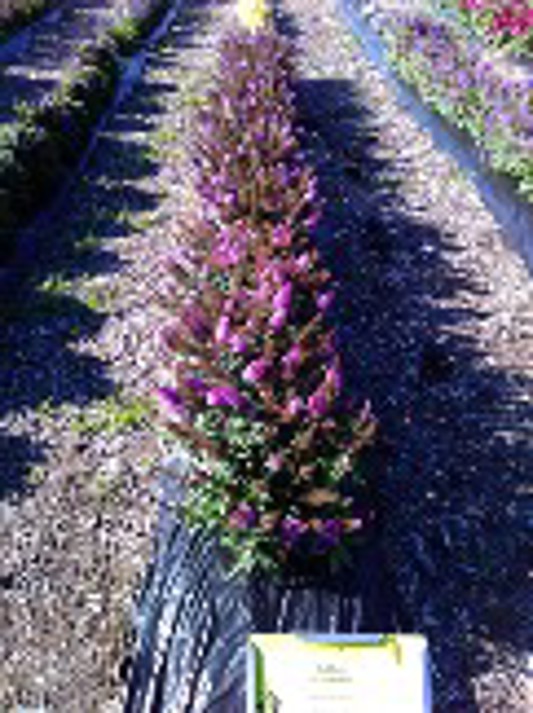 Buddleia Chrysalis Pink