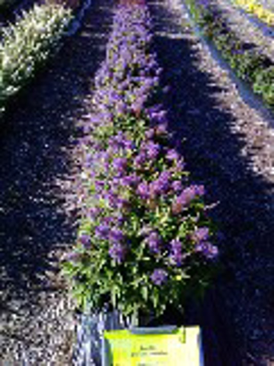 Buddleia Chrysalis Steel Blue
