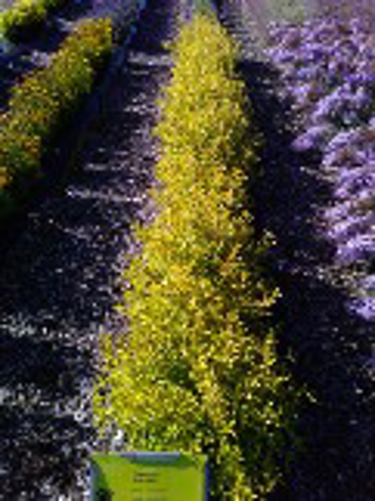 Caryopteris Gold Crest