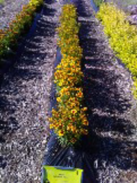 Coreopsis UpTick Gold Bronze