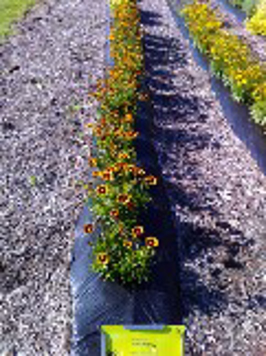 Coreopsis UpTick Red