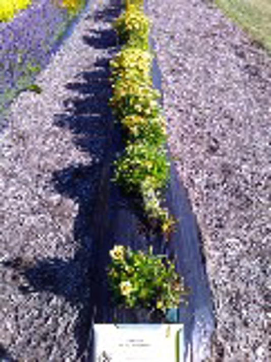 Coreopsis UpTick Yellow Red