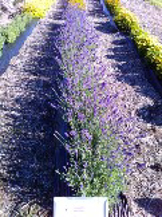 Lavandula SuperBlue