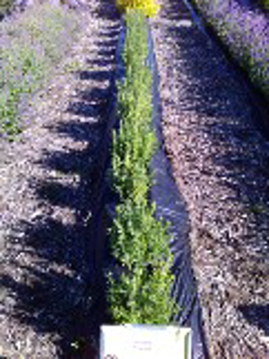 Lavandula Primavera
