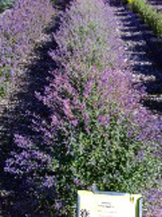 Nepeta Junior Walker