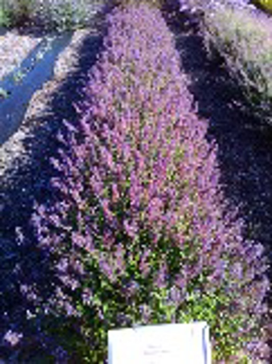 Nepeta Whispurr Blue