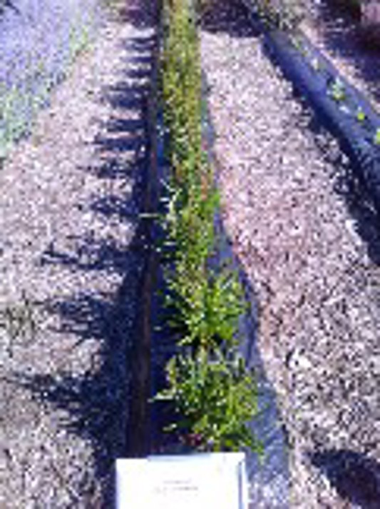 Penstemon Rock Candy Ruby