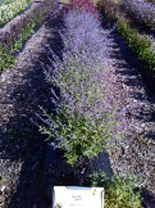 Perovskia CrazyBlue