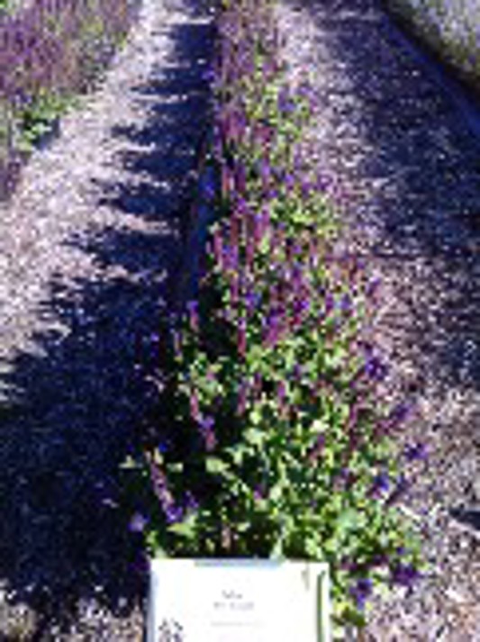 Salvia Blue Marvel