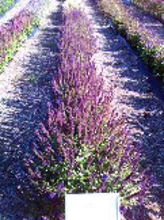 Salvia Lyrical Blues