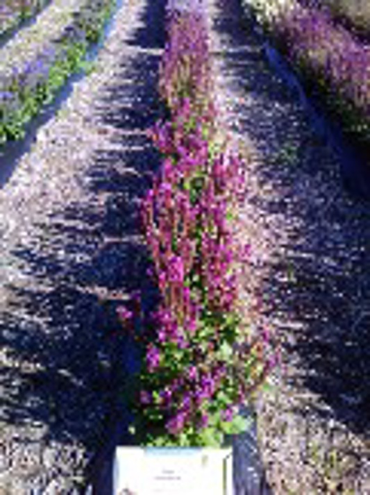 Salvia Rose Marvel